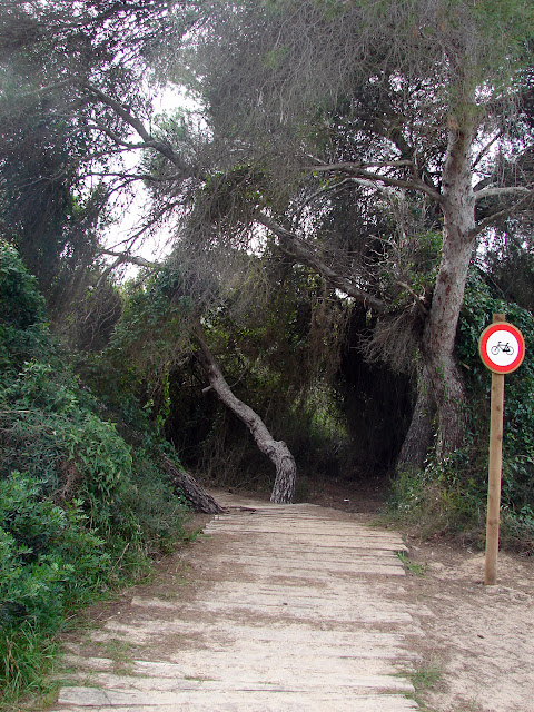 albufera de Valencia Itinerario botánico