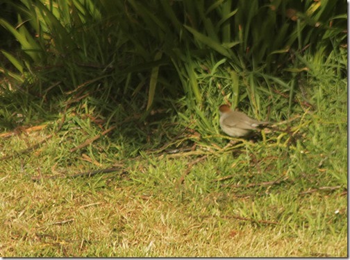 female-blackcap