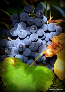 Concord grapes