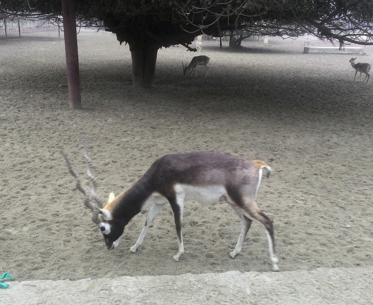 Blackbuck