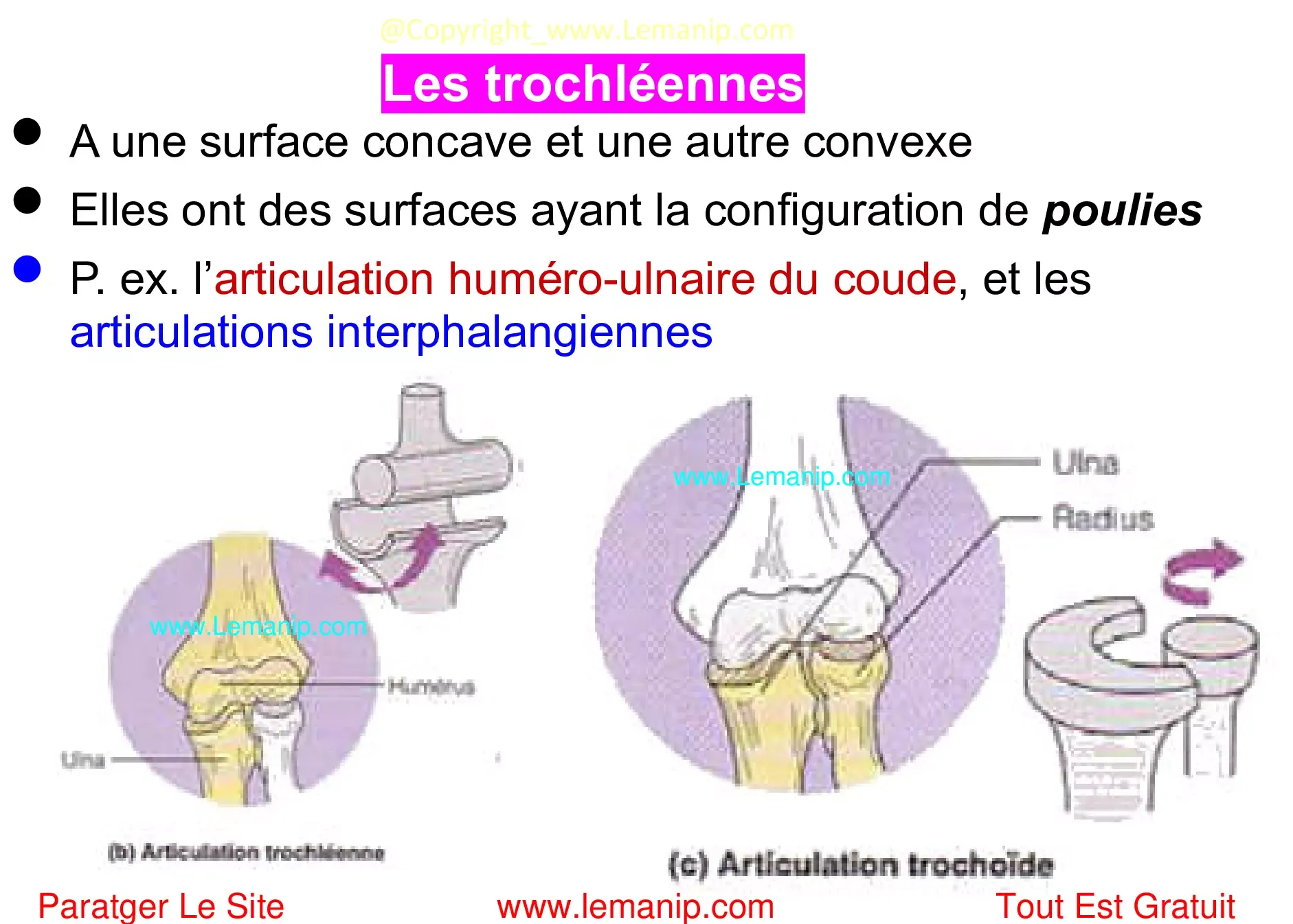 Les trochléennes