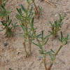 Shoreline Purslane