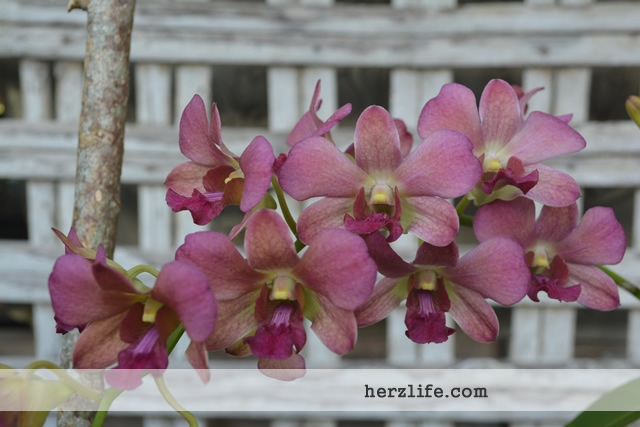 Purple Pink Orchids