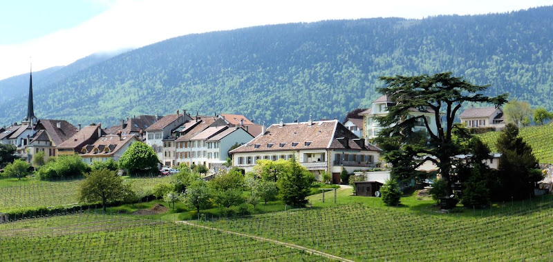 Image principale de Vins Porret, Domaine des Cèdres