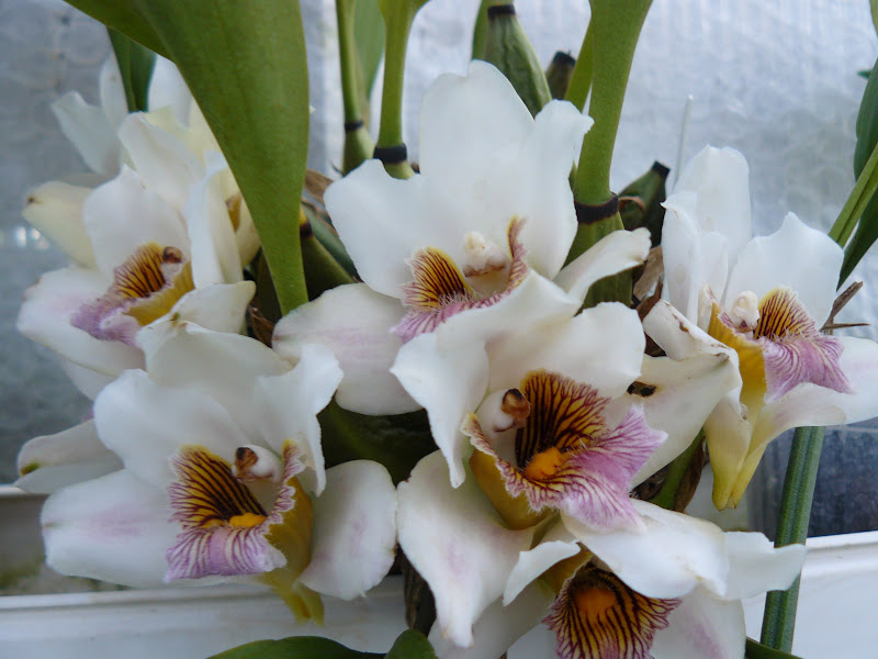 Bifrenaria harrisonniae f. semi-alba P1050316