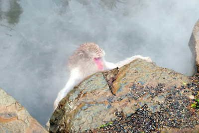 Zenning out while enjoying the hot water in contrast to the cold air (it snowed for a bit while we were there, though it didn't stick) at Jigokudani Snow Monkey Park