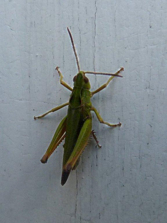 GRASSHOPPER ON DOOR FRAME 3.8 (2)
