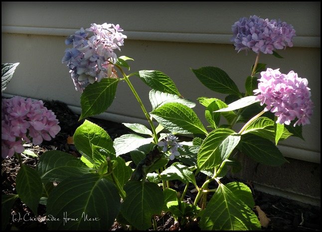 Summer Garden @ Chickadee Home Nest