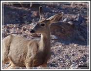 EFP-Mule Deer