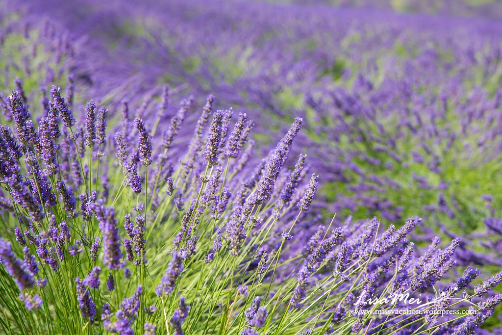 Avignon – Luberon Villages: Gordes and Roussillon | MissVacation