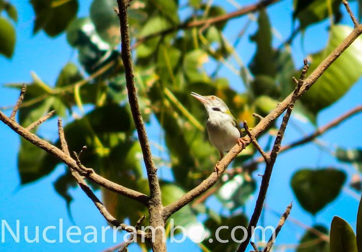 Sun bird in mumbai