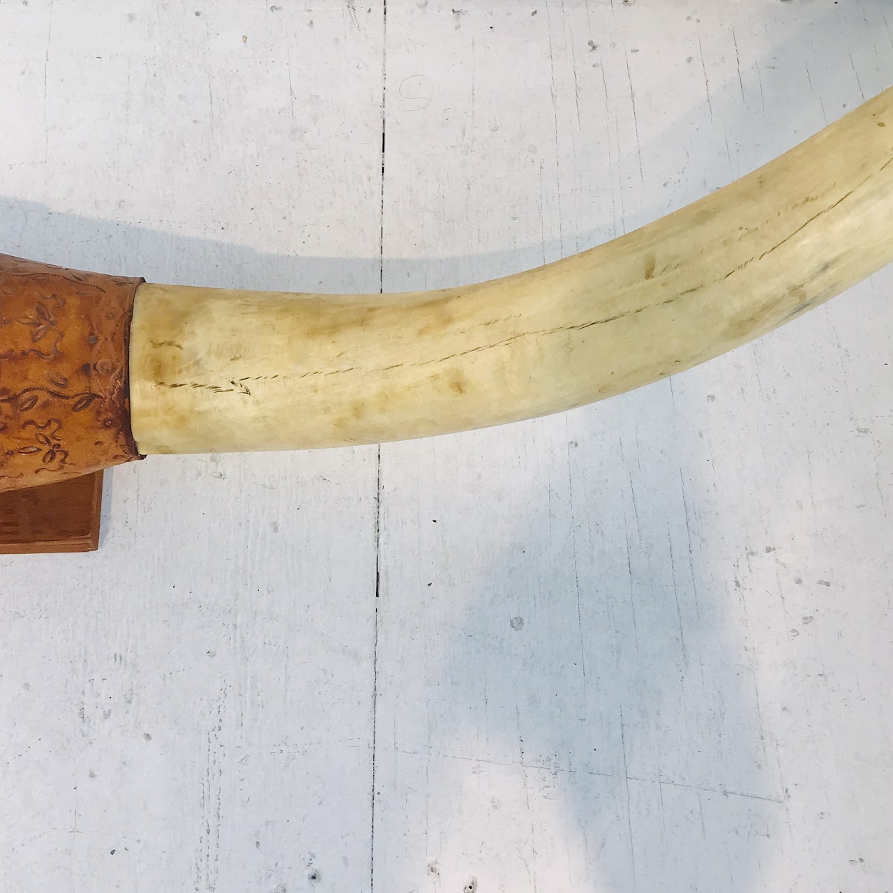 Longhorn 6' Mounted Steer Horns