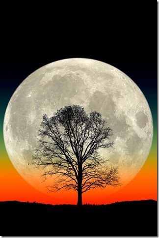 moontree