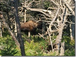 Cabot Trail 2, Cape Breton 2015-08-19 001