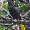 Crested Oropendola