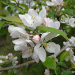 Arbre en fleur