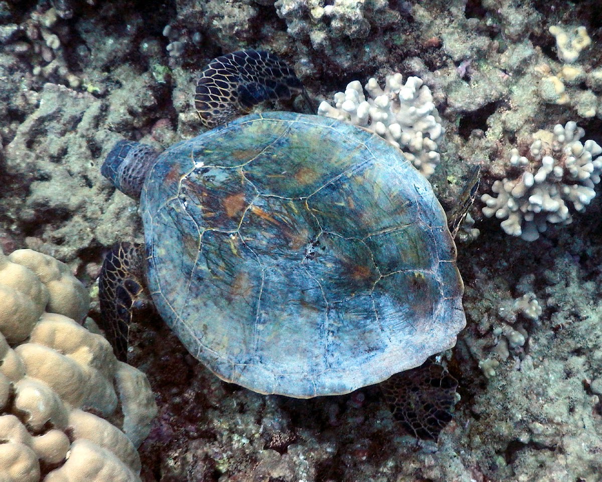 Green Sea Turtle