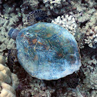 Green Sea Turtle