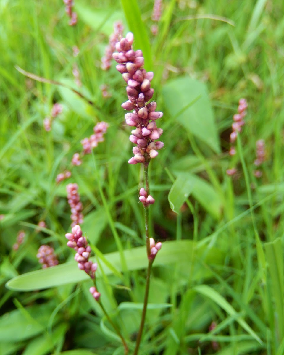 Persicaria