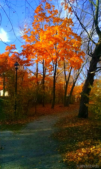 22. 11-2-15 on the trail around the pond