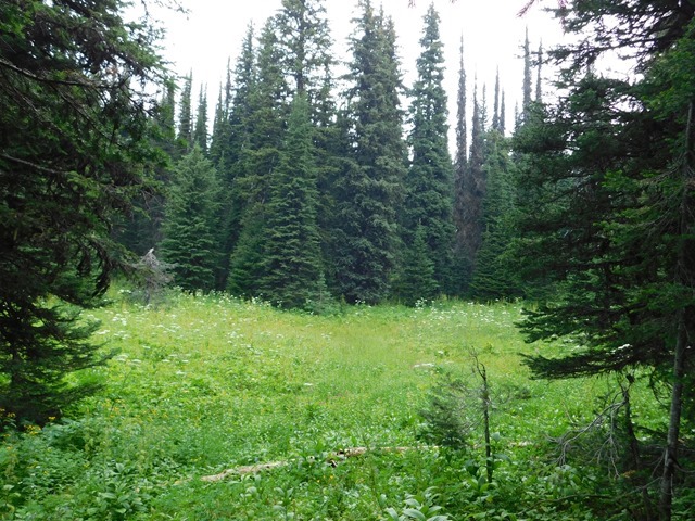 C065_CAN BC Wells Gray PP Trophy Alpine Meadows_2018-08-11_DSCN2234