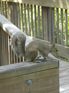 Squirrel at Sawgrass Lake Park