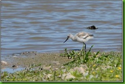 Slimbridge WWT - June