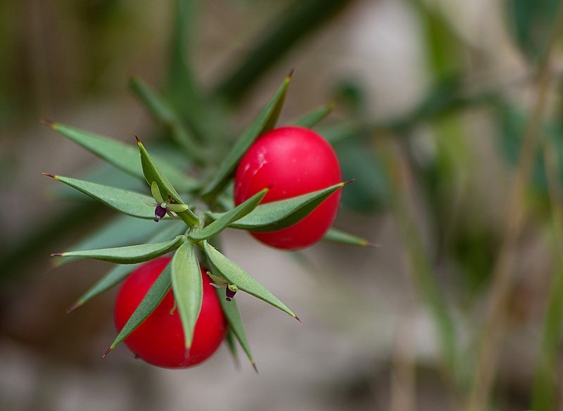 ruscus-aculeatus-8