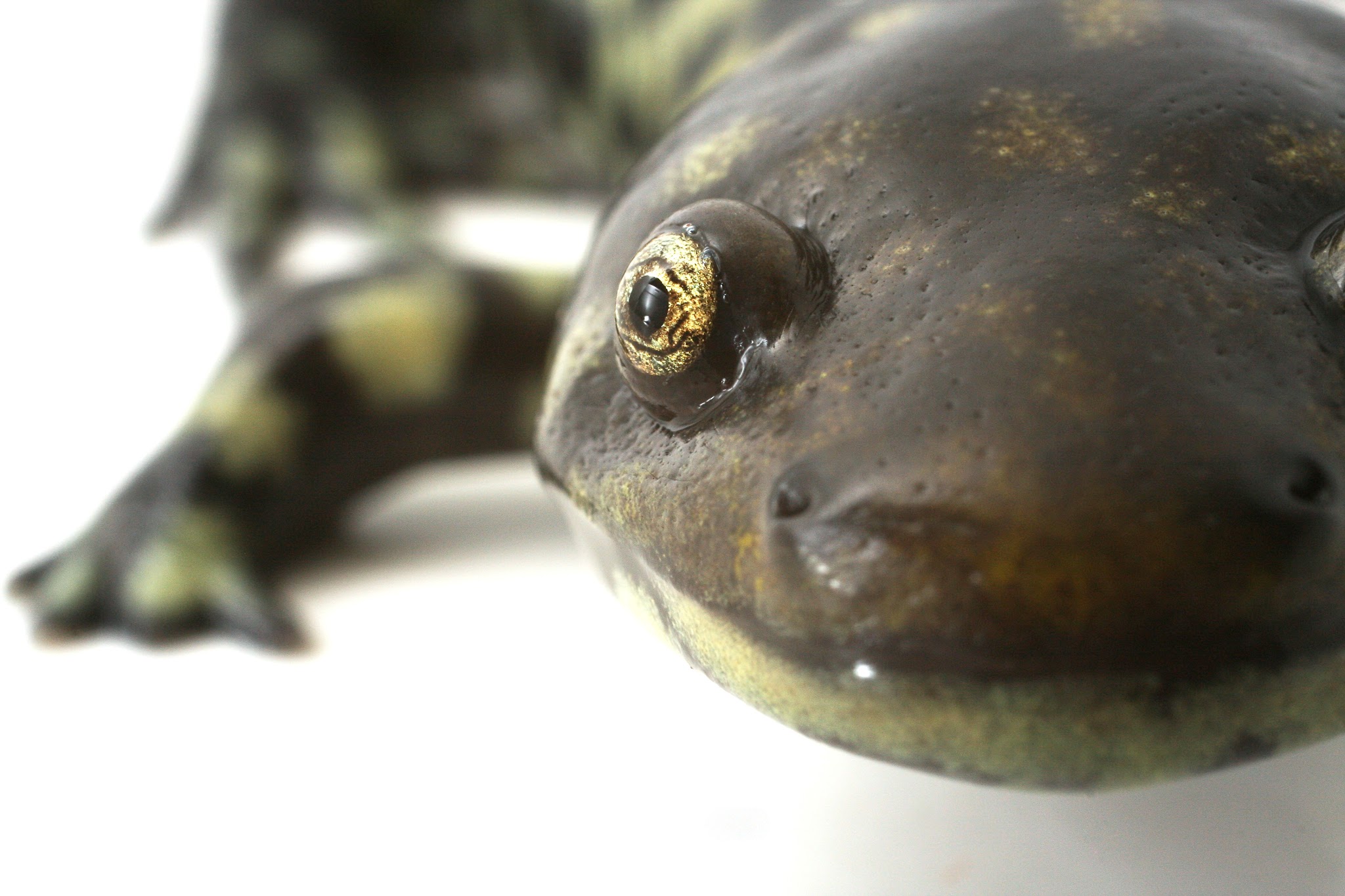 Axolotl (Ambystoma mexicanum)