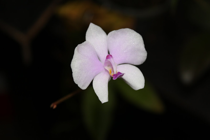 Phalaenopsis lowii IMG_4668