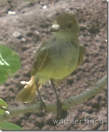 Warbler Finch