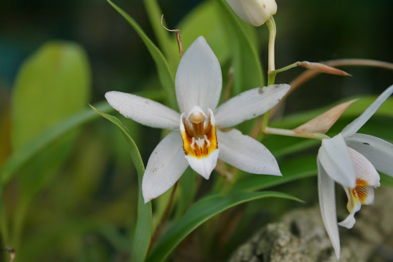 Coelogyne lactea??? IMG_4377