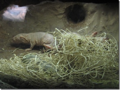 IMG_0431 Naked Mole-Rats at the Oregon Zoo in Portland, Oregon on November 10, 2009