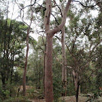 Tall dry forest (191441)