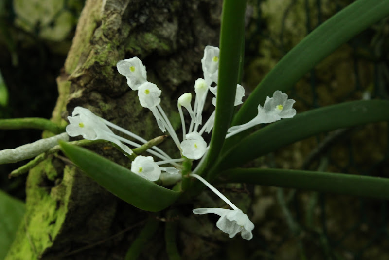 Podangis dactyloceras IMG_6728