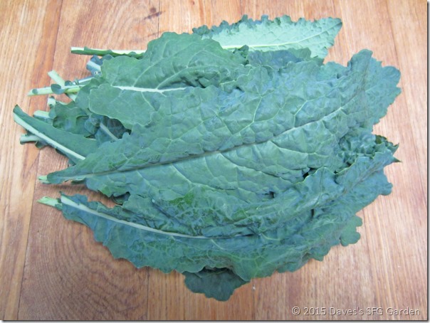 dinosaur_kale