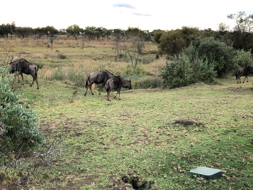 New & Improved Lions Park South Africa 2018