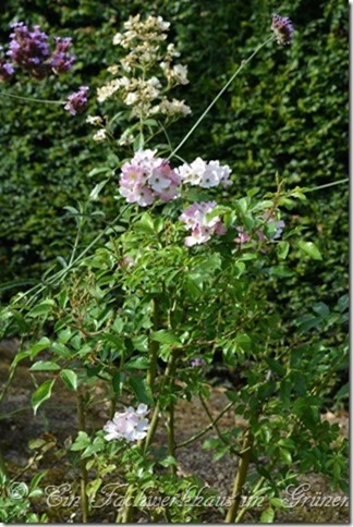 Kleinstrauchrose Ballerina
