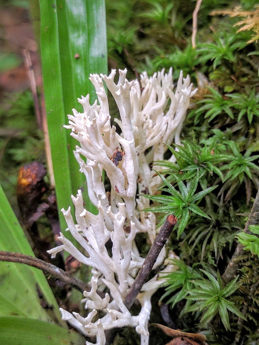 White Coral Mushroom