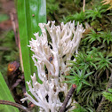 White Coral Mushroom