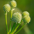 marsh rattlesnake master, corn-snakeroot, bitter snakeroot, marsh eryngo