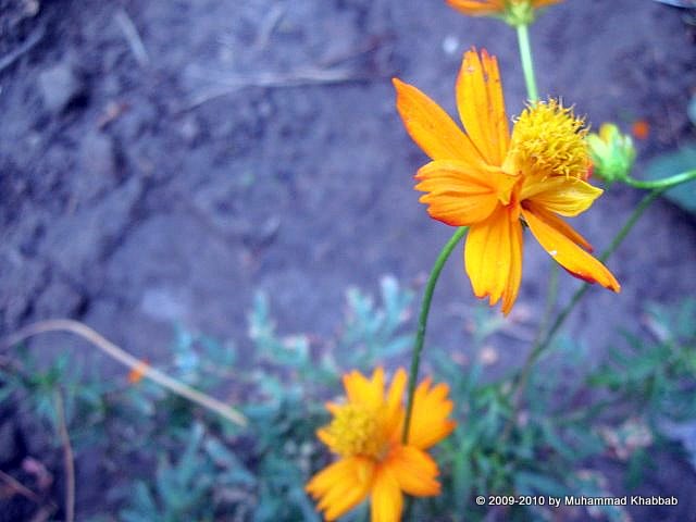 Orange cosmos