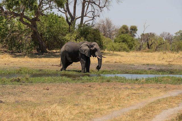 Botswana et Zimbabwe en octobre BotsZim_Oct2015_164