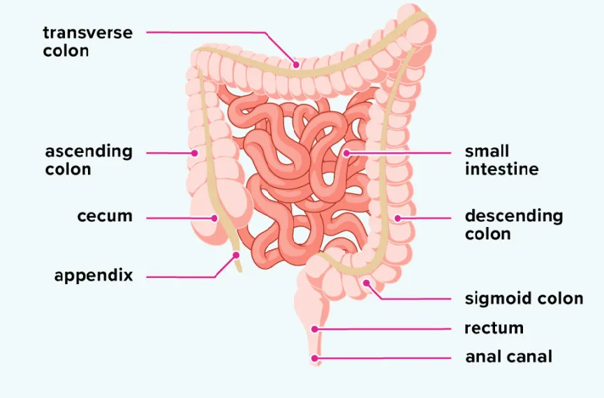 Large Intestine Parts