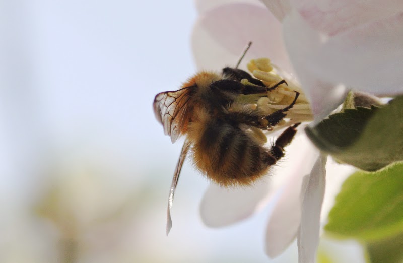 Abeille butinant une fleur de pommier