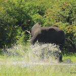 Botswana Moremi