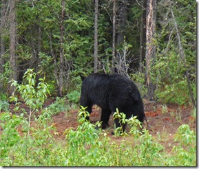 Bear South of Watson Lake 