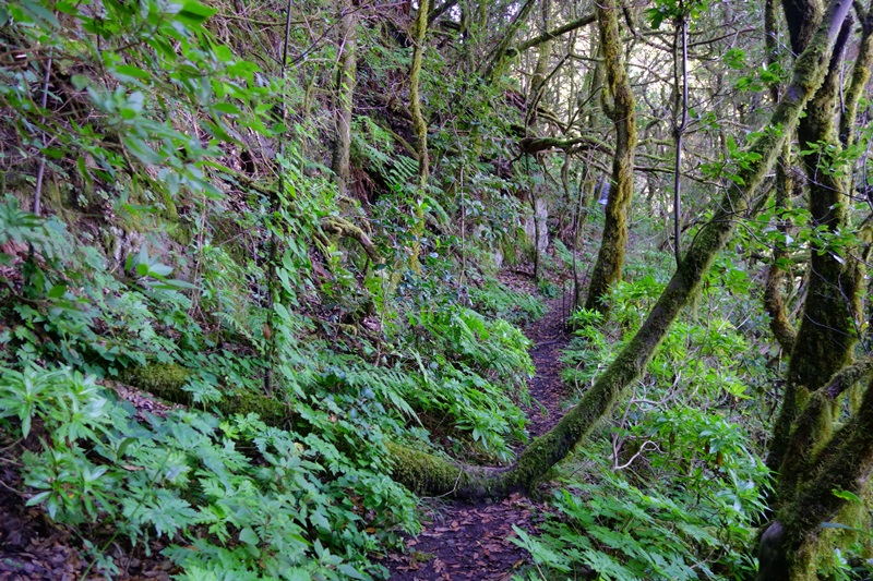 3 días en La Gomera (Canarias).  Una isla para enmarcar.  2ª parte. - De viaje por España (5)