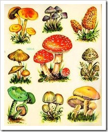 fungi