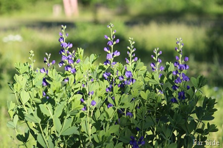 Baptisia australis Blue False Indigo